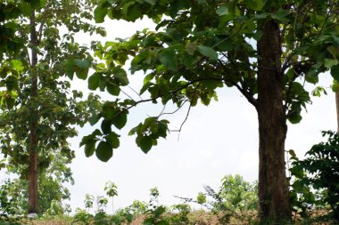 arka plan olarak güzel doğal manzara