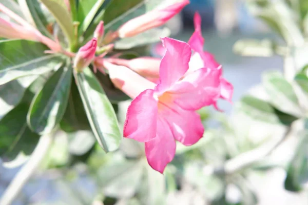 美丽的粉红花朵为背景 — 图库照片