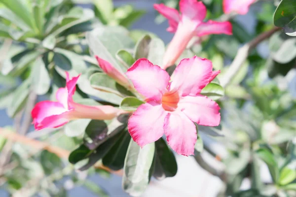 Belas Flores Cor Rosa Como Fundo — Fotografia de Stock