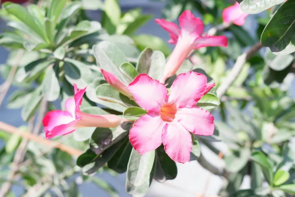 Schöne Rosa Blumen Als Hintergrund — Stockfoto