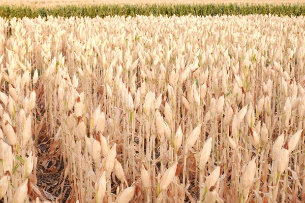Панорамный Вид Кукурузу — стоковое фото