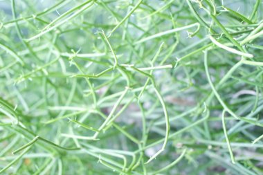 güzel bitkilerin panoramik manzarası