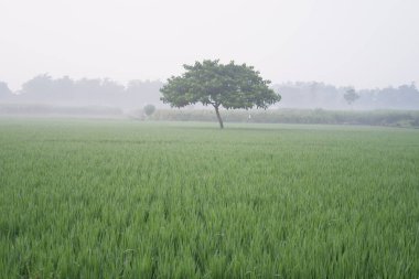 arka plan olarak güzel doğal manzara