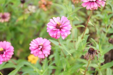 arka plan olarak güzel pembe çiçekler