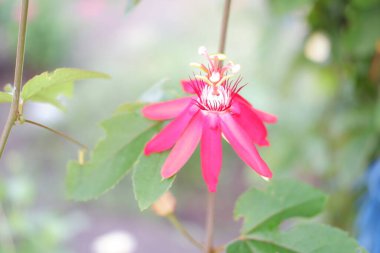 Arka plan olarak güzel bir çiçek panoraması