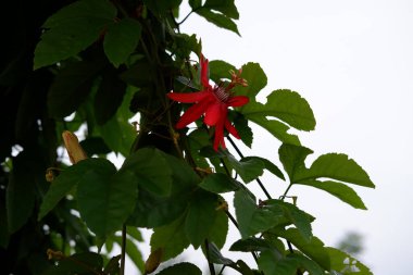 Arka plan olarak güzel bir çiçek panoraması