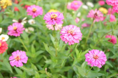 Arka plan olarak güzel taze çiçekler