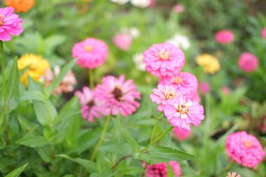 arka plan olarak güzel pembe çiçekler