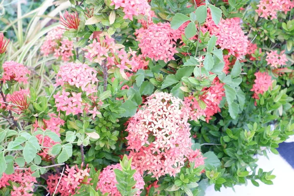 Schöne Rosa Blumen Als Hintergrund — Stockfoto