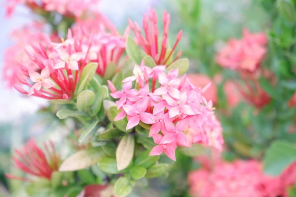 Schöne Rosa Blumen Als Hintergrund — Stockfoto