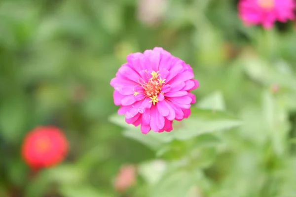 beautiful pink flowers as a background