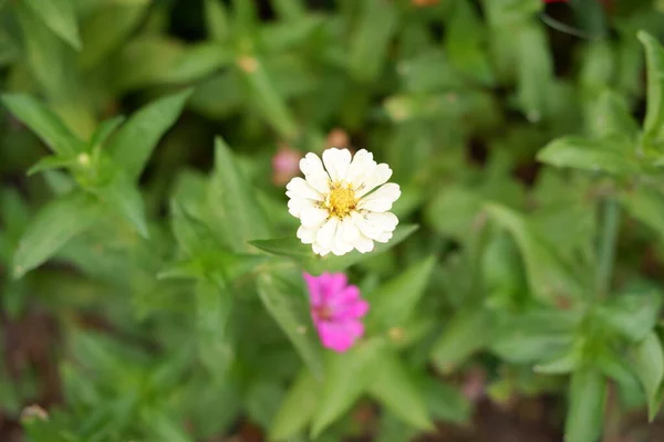 Flores Blancas Hermosas Como Fondo — Foto de Stock