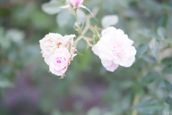 Vackra Vita Blommor Som Bakgrund — Stockfoto