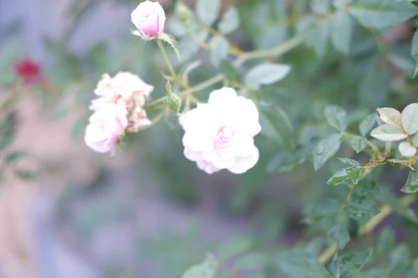Красивые Белые Цветы Фоне — стоковое фото