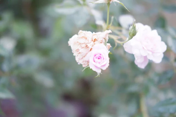 背景に美しい白い花を咲かせ — ストック写真