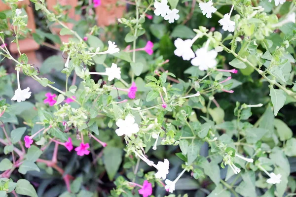 美丽的鲜花为背景 — 图库照片