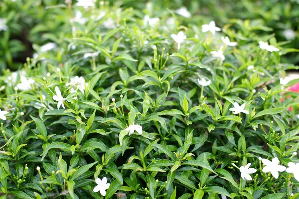 以美丽的白花为背景 — 图库照片