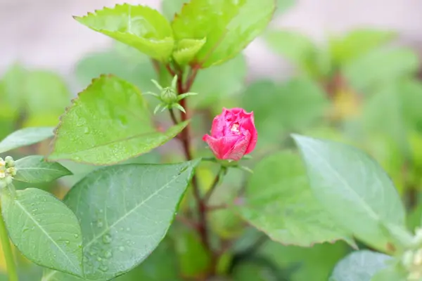 Gyönyörű Rózsaszín Virágok Mint Háttér — Stock Fotó