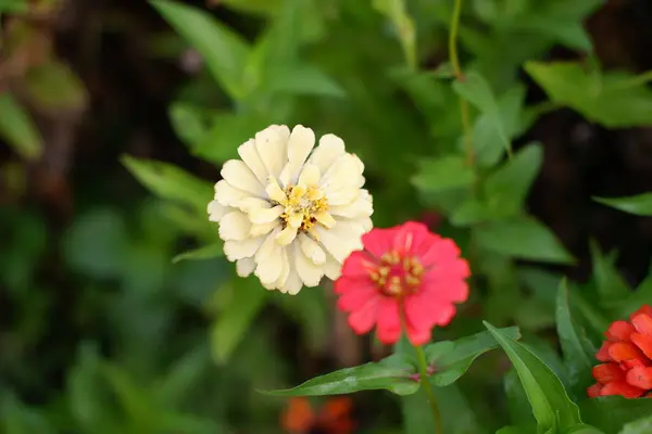 Schöne Frische Blumen Als Hintergrund — Stockfoto