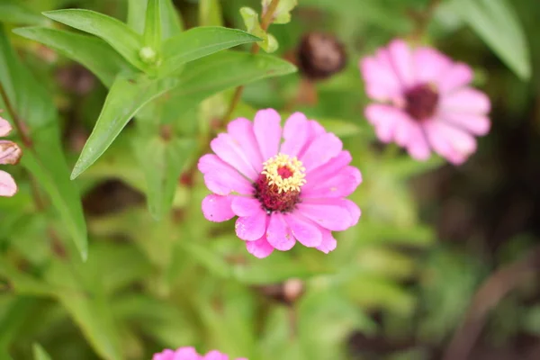 Flores Rosas Hermosas Como Fondo — Foto de Stock