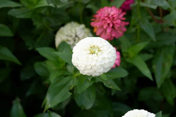 背景としての美しい新鮮な花 — ストック写真