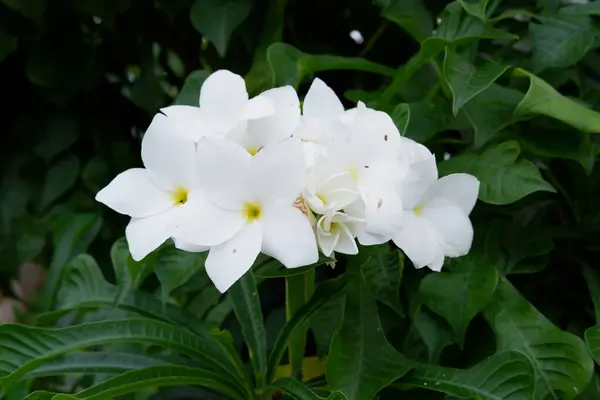 Gyönyörű Fehér Virágok Mint Háttér — Stock Fotó
