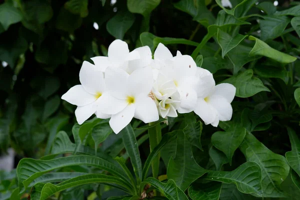 以美丽的白花为背景 — 图库照片