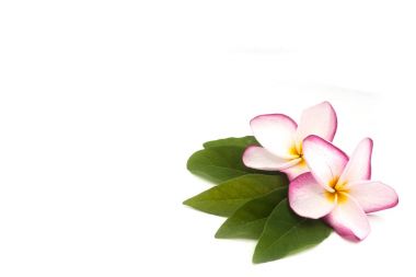 Impala Lily ve yaprak beyaz arka planda Impala Lily isolat