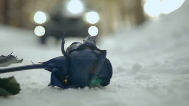 Flower lies on the snow against the background the girl runs into the car — Stock Video