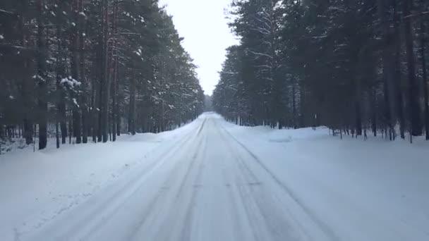 Voar através da floresta na floresta — Vídeo de Stock