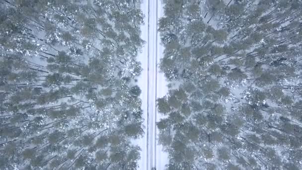 Vliegen over de weg in het bos in de winter — Stockvideo