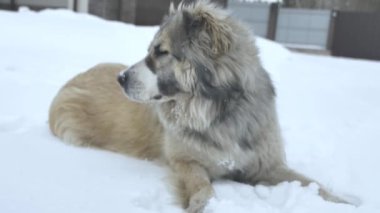 Köpek yalan söyler ve kar yer.