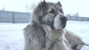 Orta Asya çoban köpeği karda.