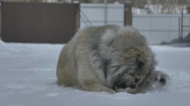 the dog lies on the snow and waves his paw
