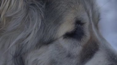 the dog looks at the sides of a close-up