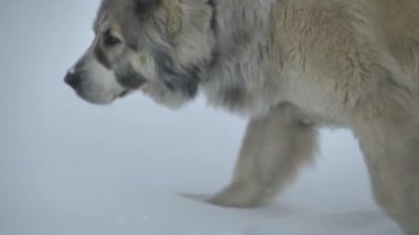 the dog walks through the snow and sniffs