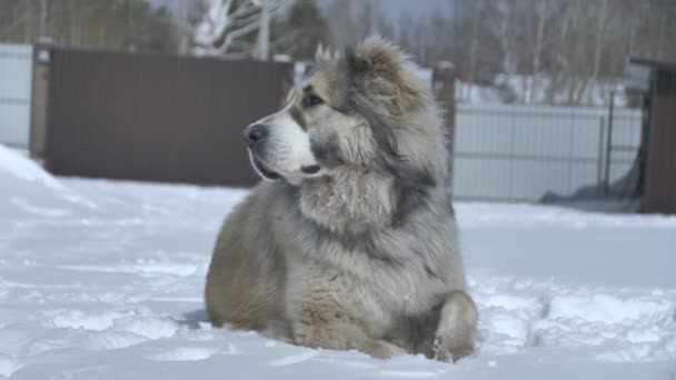 Cão jaz na neve e cheira — Vídeo de Stock