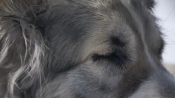 Hond kijken macro1 — Stockvideo