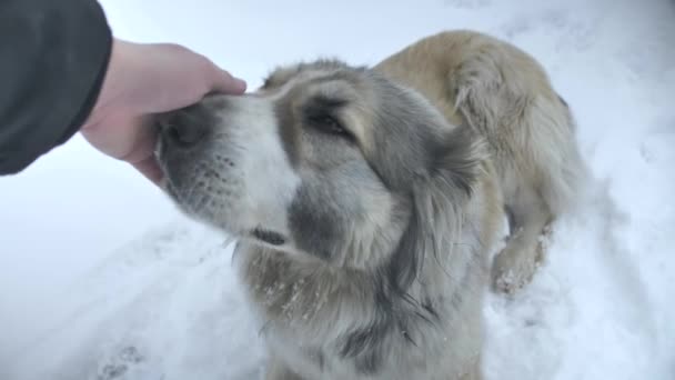 Рука гладит собаку — стоковое видео