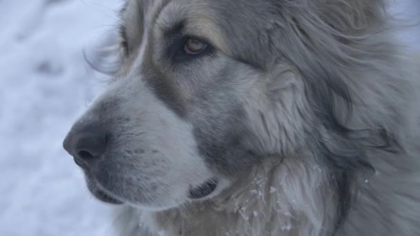 Sguardo del cane sui lati piano intermedio — Video Stock