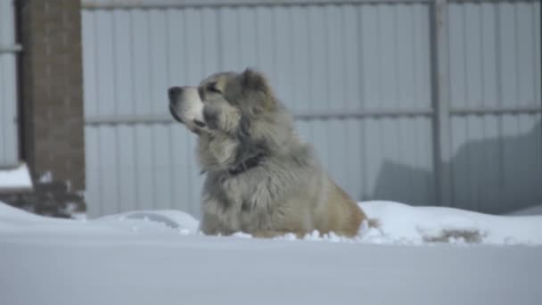 Köpek genel planı hisseder. — Stok video