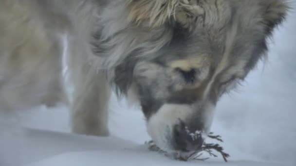 Pies znalazł gałązkę w śniegu. — Wideo stockowe