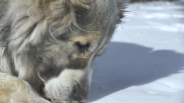 Собака чесает лапу — стоковое видео
