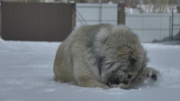 El perro yace en la nieve y agita su pata — Vídeo de stock