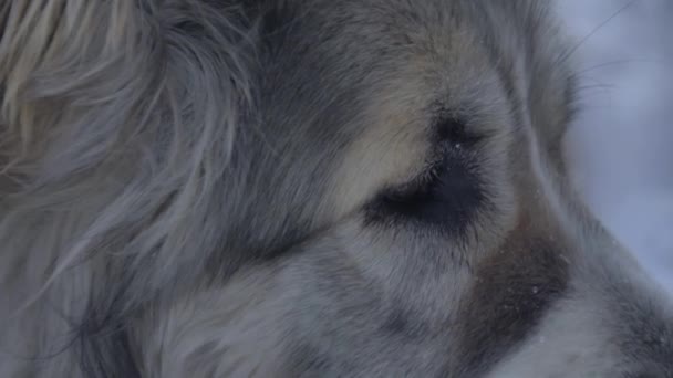 The dog looks at the sides of a close-up — Stockvideo