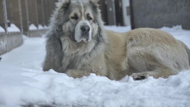 O cão cheirou algo — Vídeo de Stock