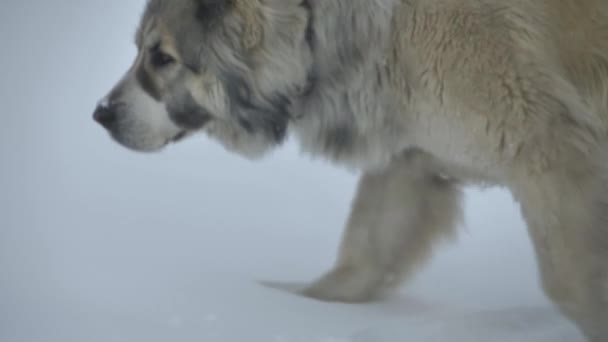 The dog walks through the snow and sniffs — Wideo stockowe