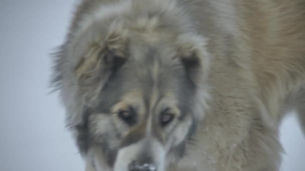O cão caminha através da neve e fareir2 — Vídeo de Stock