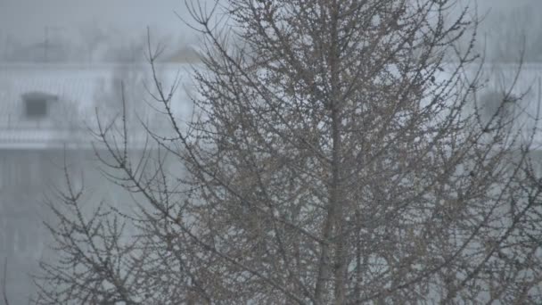 Вид на хвойне дерево сніг і вітер — стокове відео