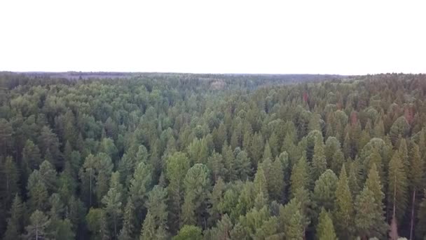 View of dense coniferous forest in summer — Stock Video